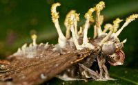 Sợ thuốc trừ sâu có hại, vậy thì loại nấm kí sinh này sẽ là tương lai mới cho ngành nông nghiệp